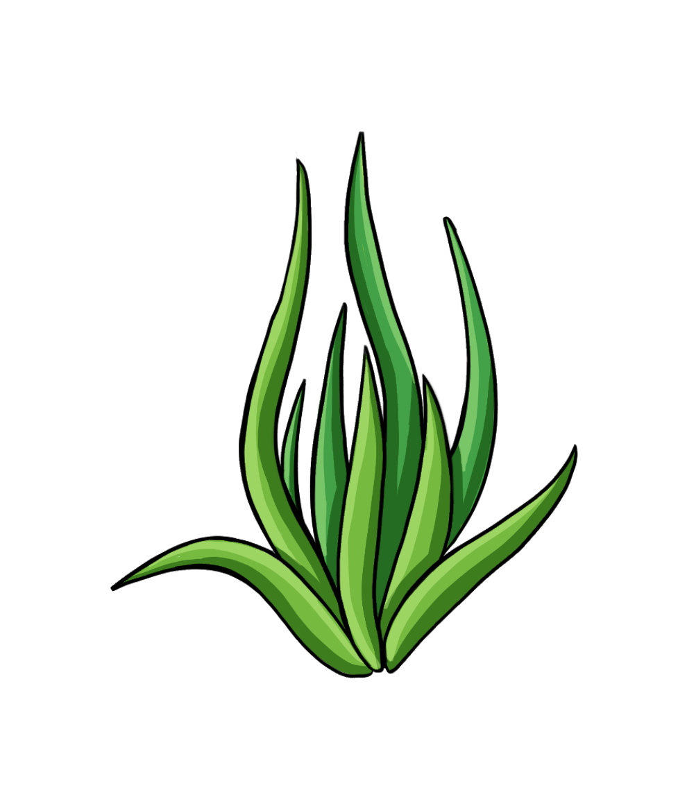 Krautöl