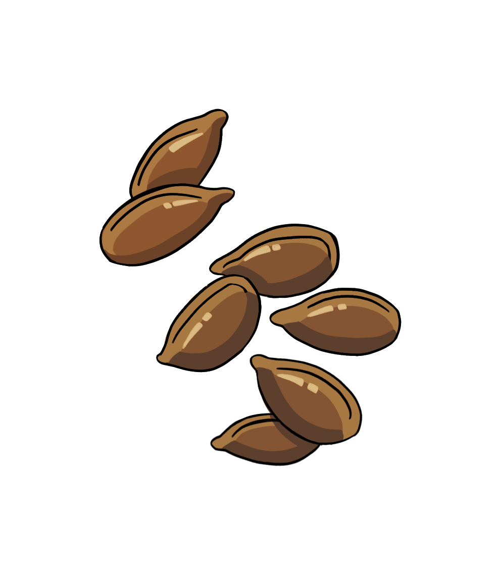 Samenöl