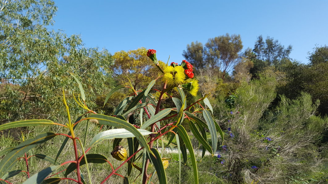 Eukalyptusöl (radiata)