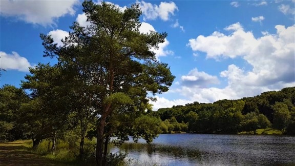 Waldkiefernöl (Föhre)