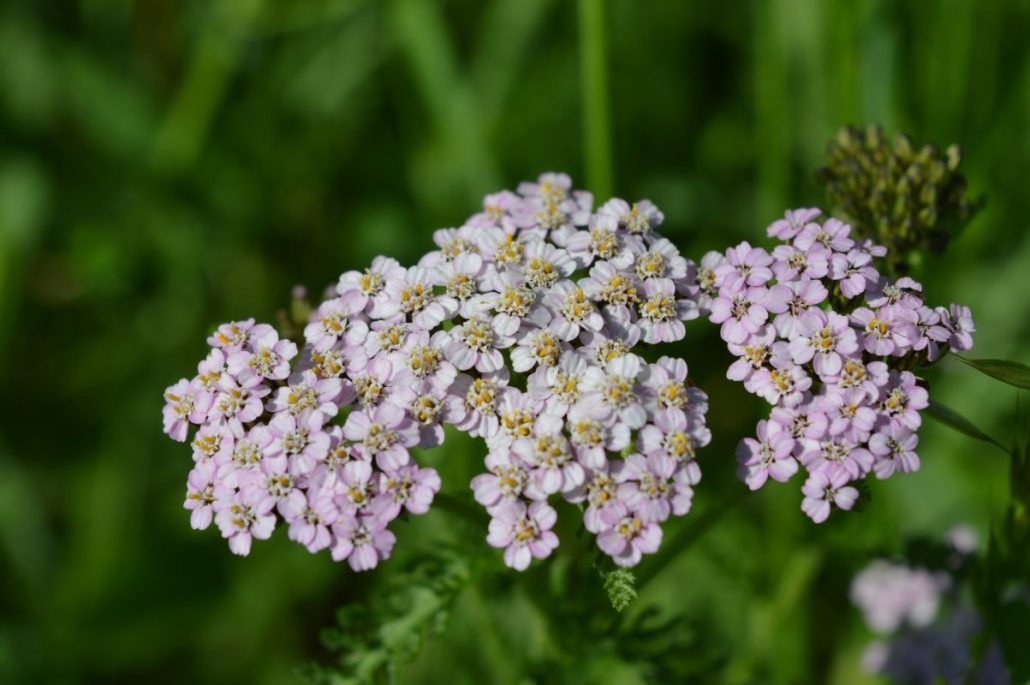 Heilpflanzen-Seminare, Kräuterseminare, Heilpraktikerausbildung, Schafgarbe
