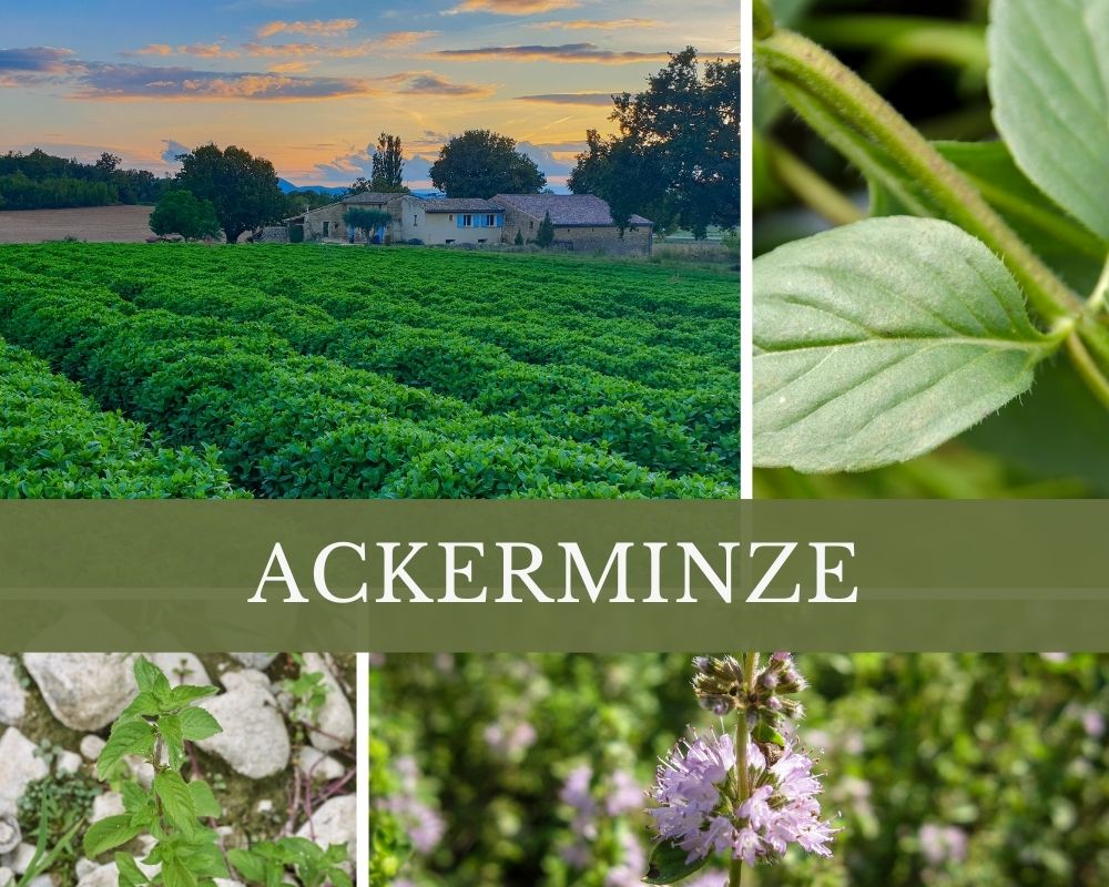 Ackerminzenöl