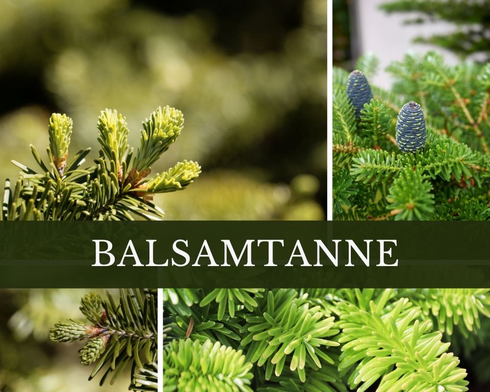 Balsamtanne