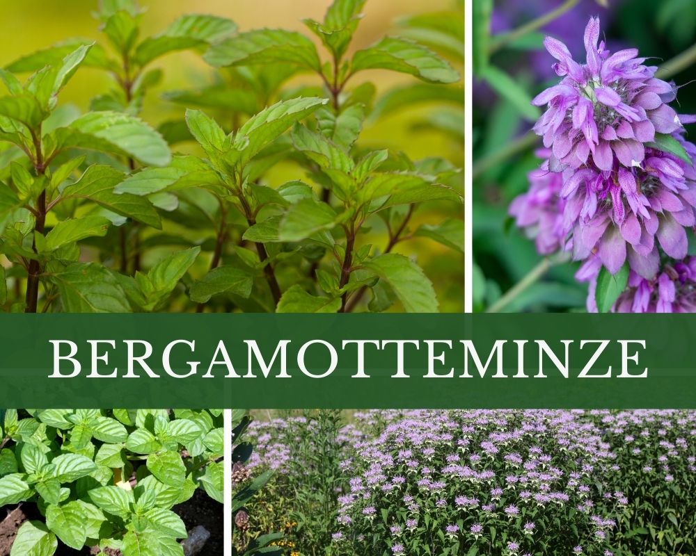 Bergamotteminzenöl