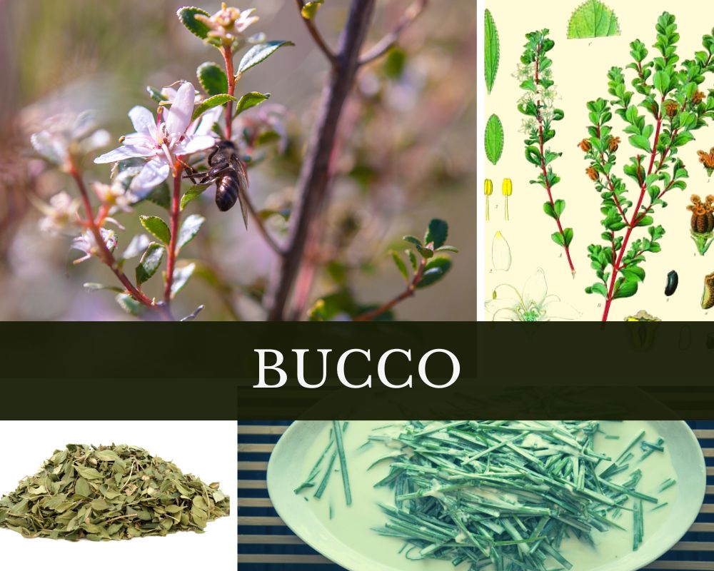 Buccoöl (Duftraute)