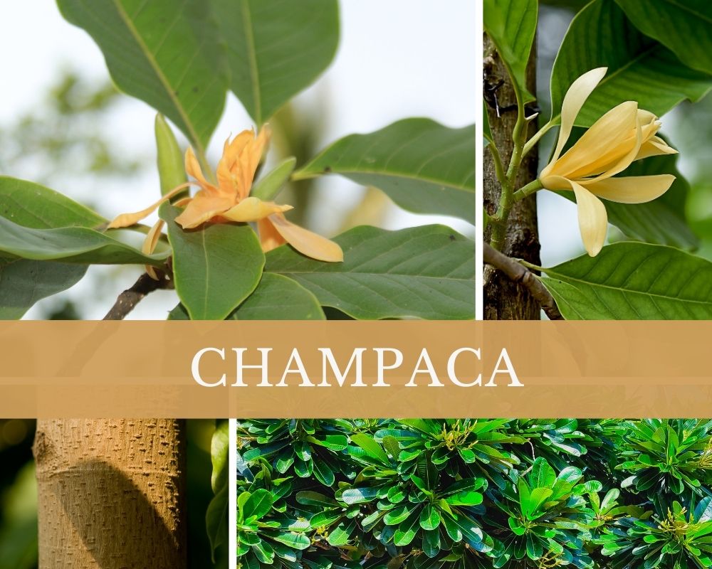 Champacaöl