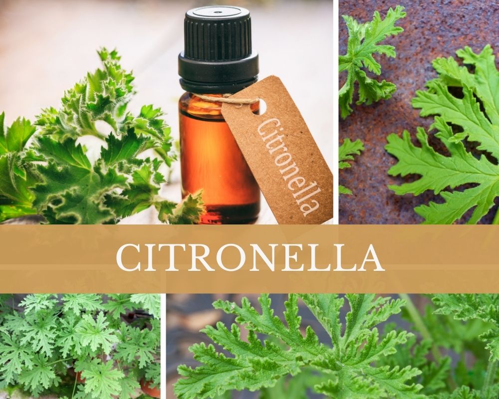 Citronellaöl