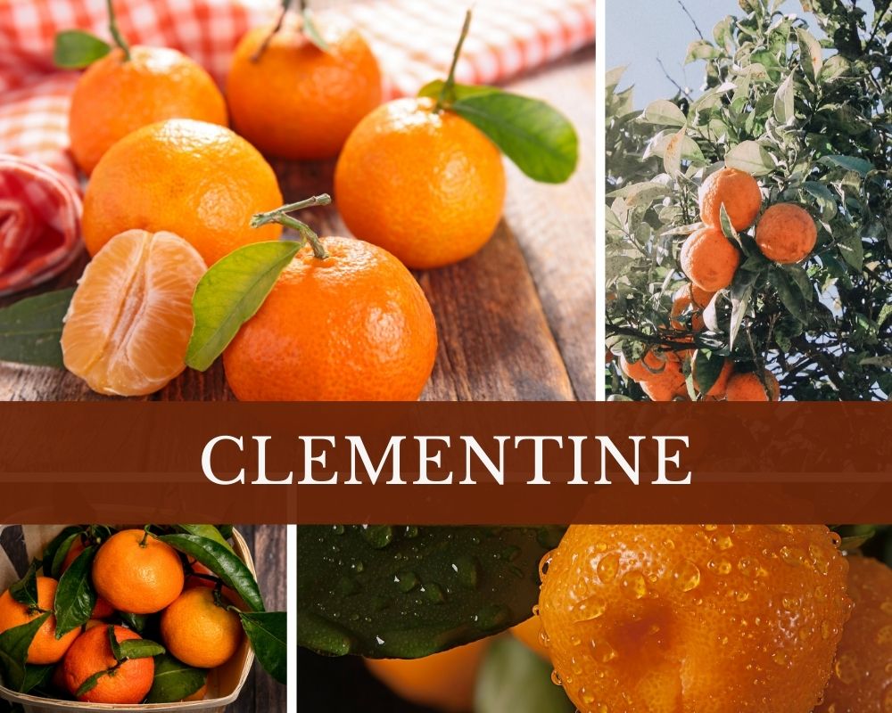 Clementine