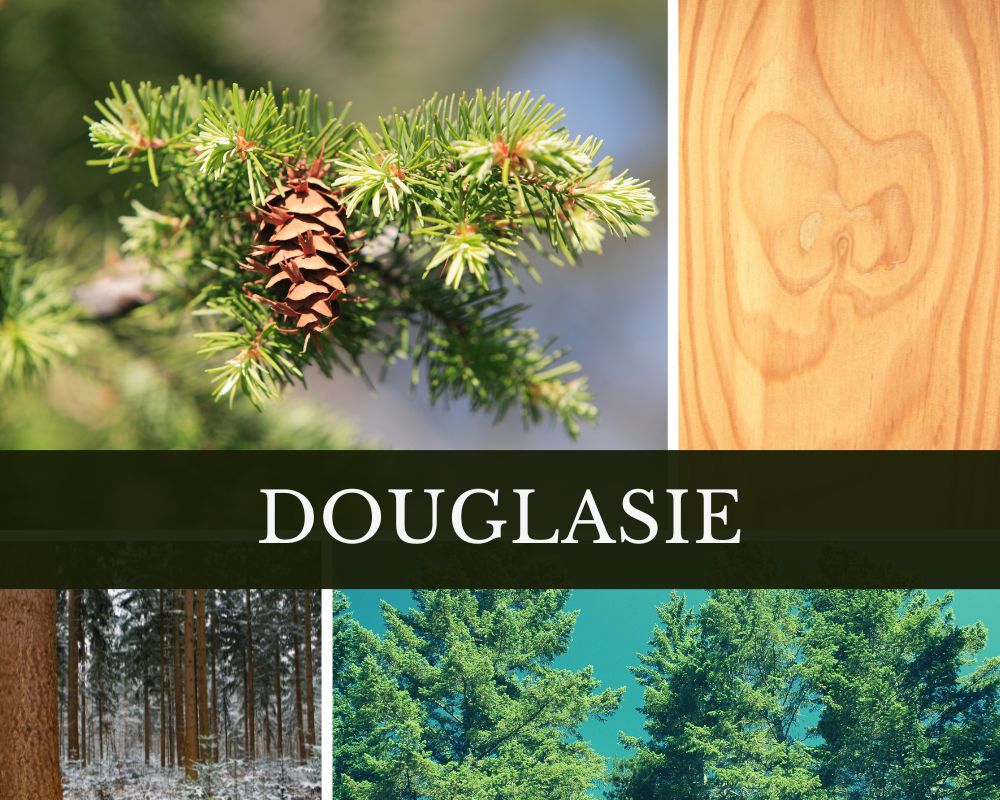 Douglasienöl