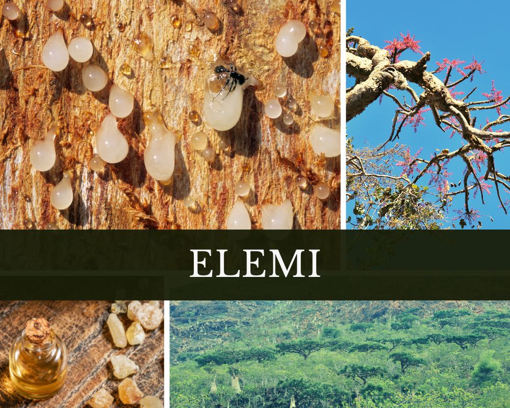 Elemiöl