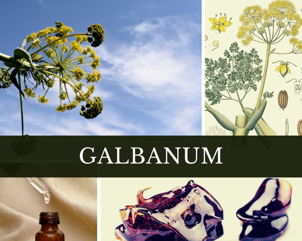 Galbanumöl