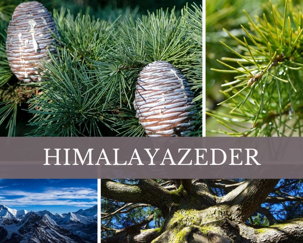 Himalayazeder