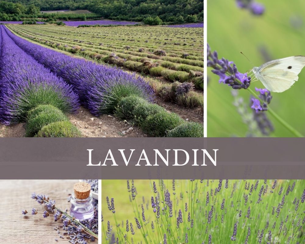 Lavandinöl