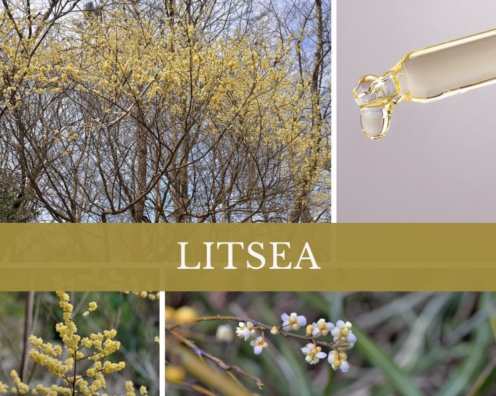 Litseaöl