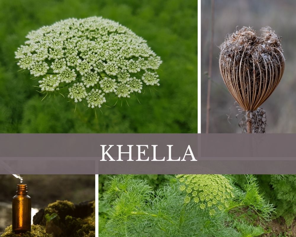 Khellaöl