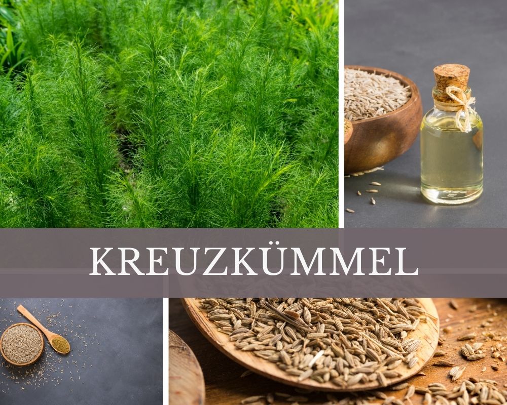 Kreuzkümmel