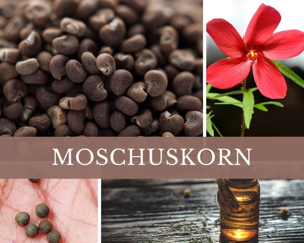 Moschuskörneröl