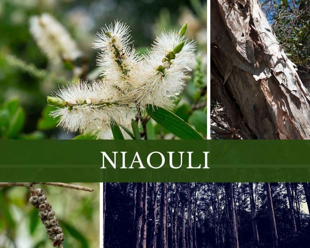 Niaouliöl
