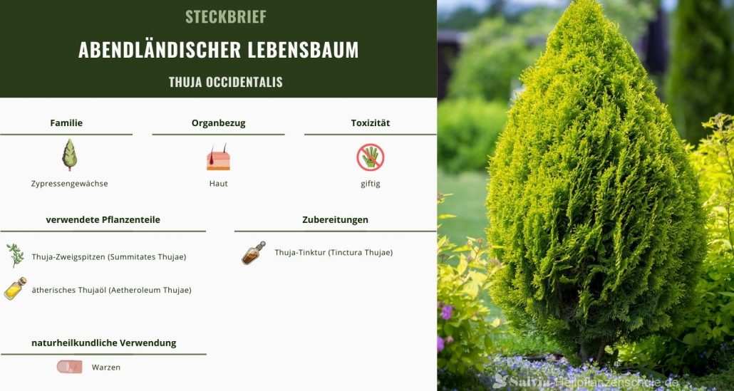 Pflanzensteckbrief Thuja occidentalis Abendlaensischer Lebensbaum