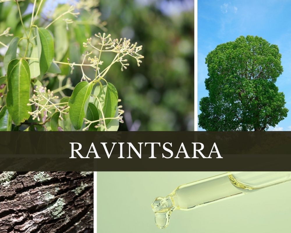 Ravintsara