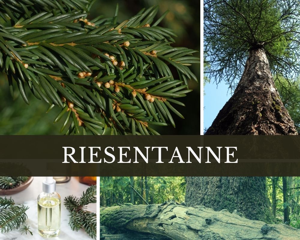 Riesentannenöl