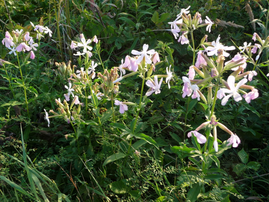 blühendes Seifenkraut