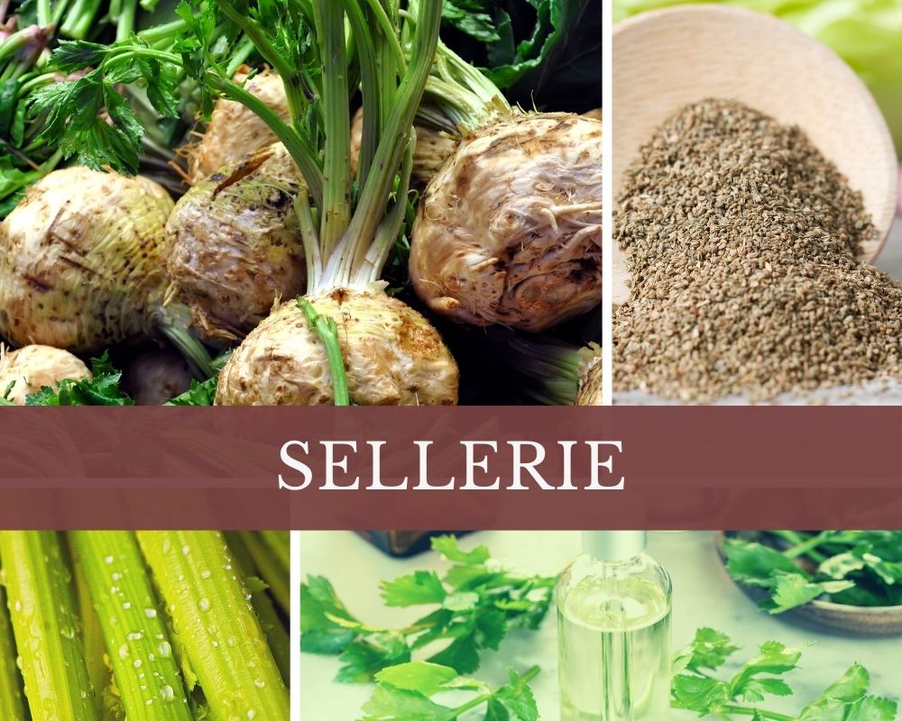 Sellerieöl
