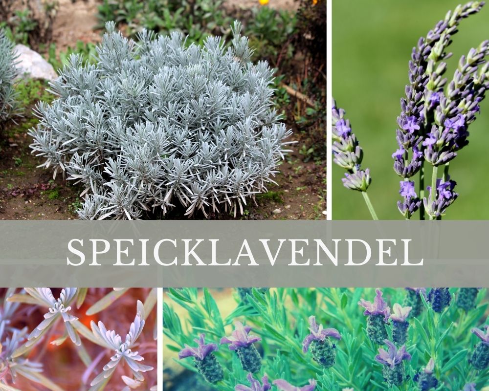 Speiklavendelöl