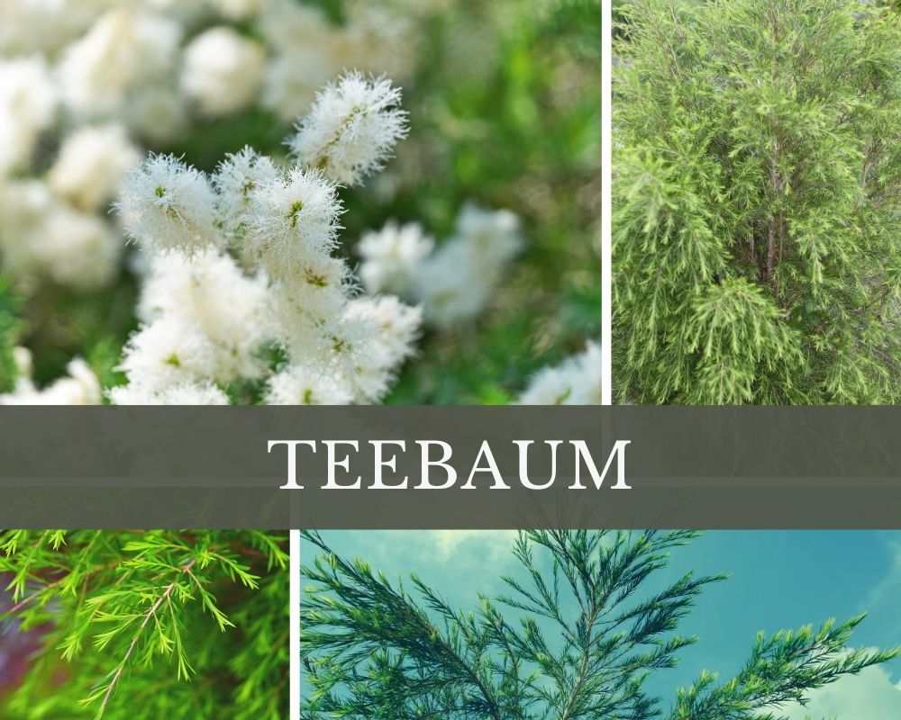 Teebaumöl