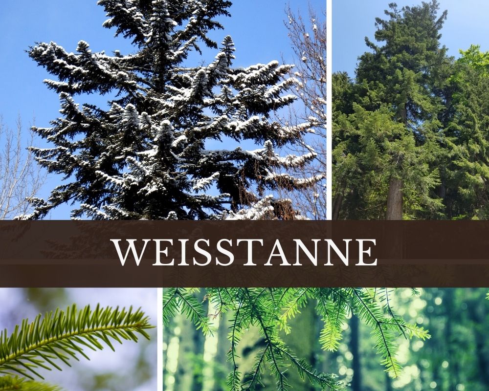 Weißtannenöl