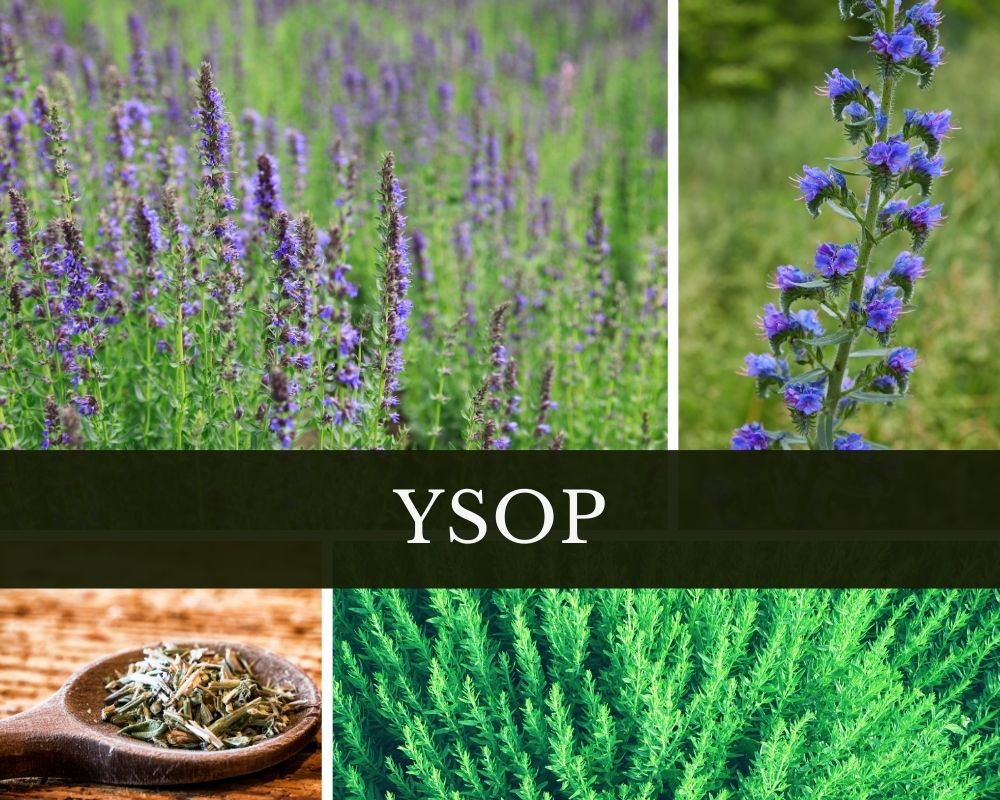 Ysopöl