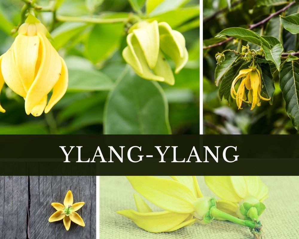 Ylang-Ylang-Öl