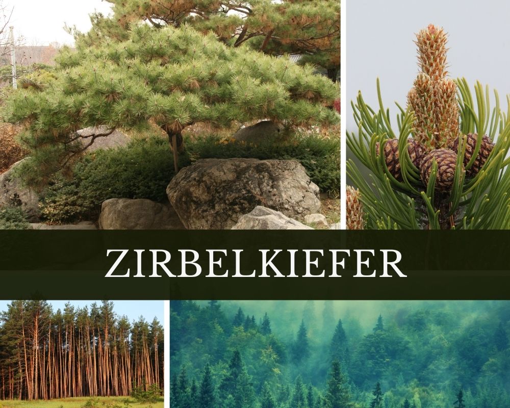 Zirbelkiefernöl