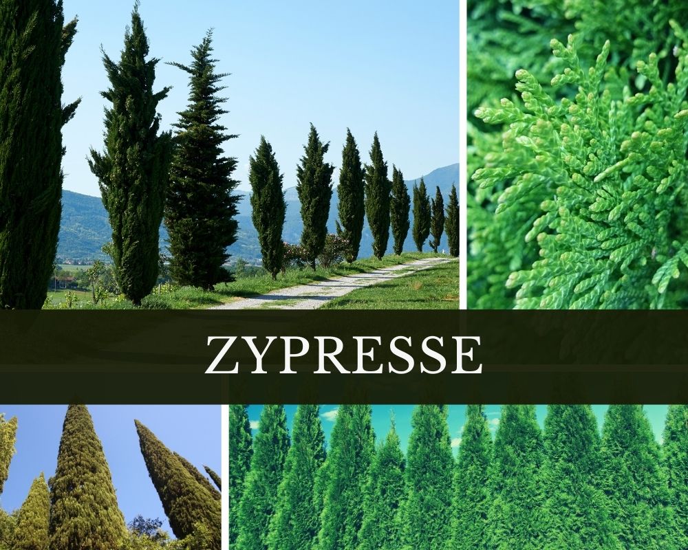 Zypressenöl