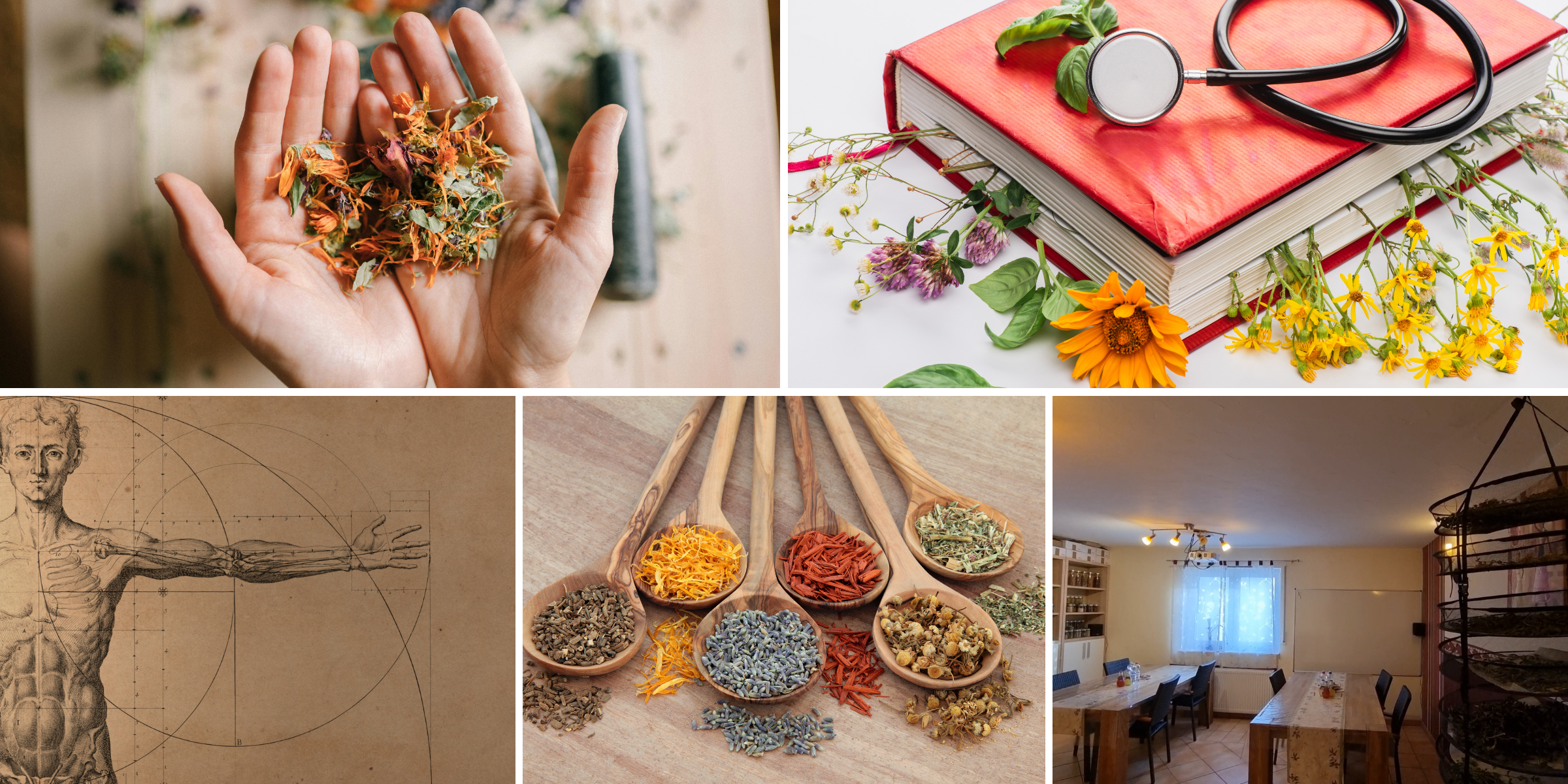 Gesundheitspraktiker-Ausbildung bei Salvia – Informationen zum Lehrgang
