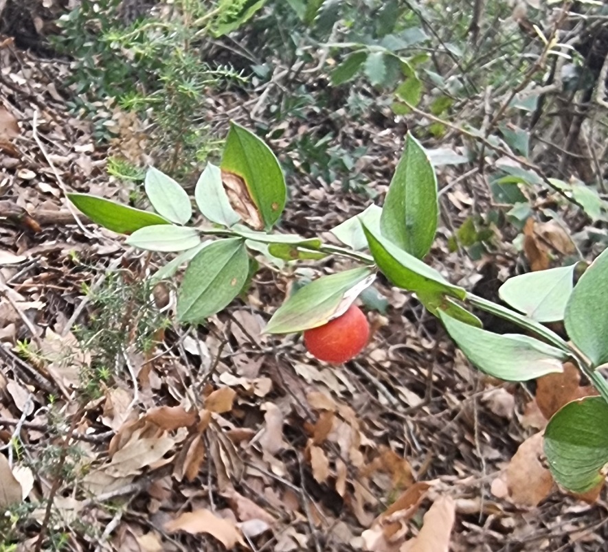 Mäusedornfrucht in Form einer kleinen, roten Beere an einem Ast