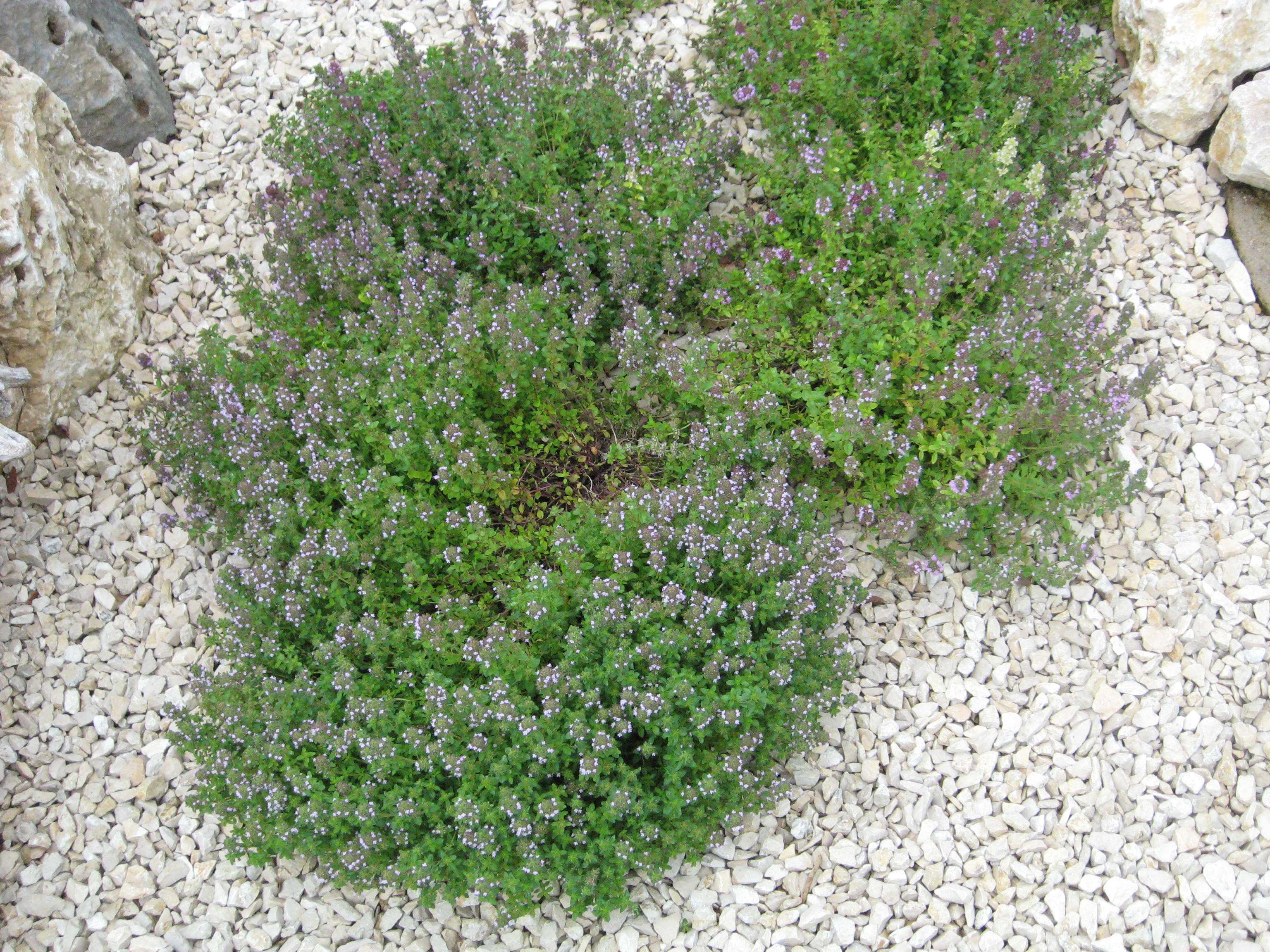 Thymianöl Ct. Linalool